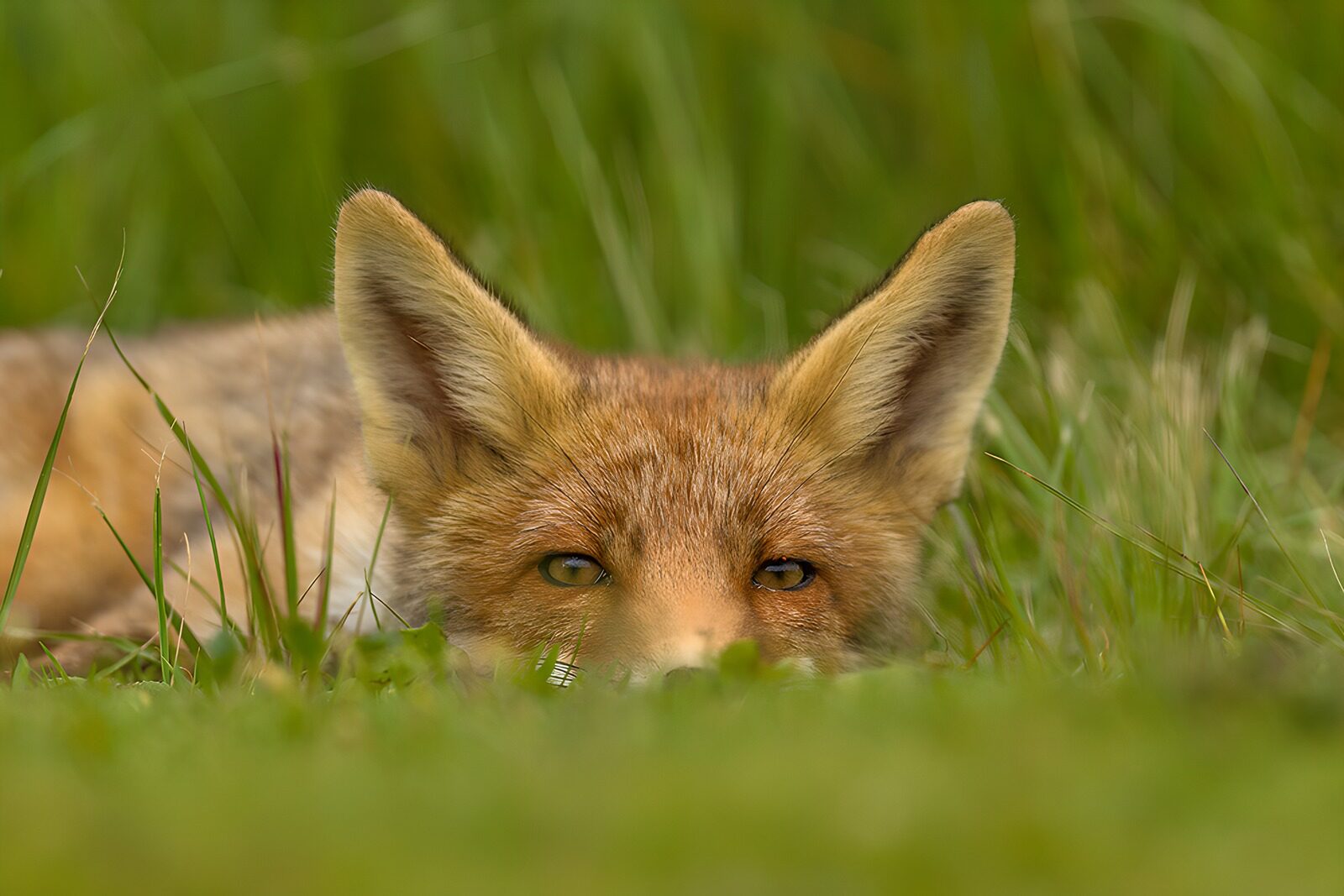 TPFR19271: Renard caché dans l'herbe