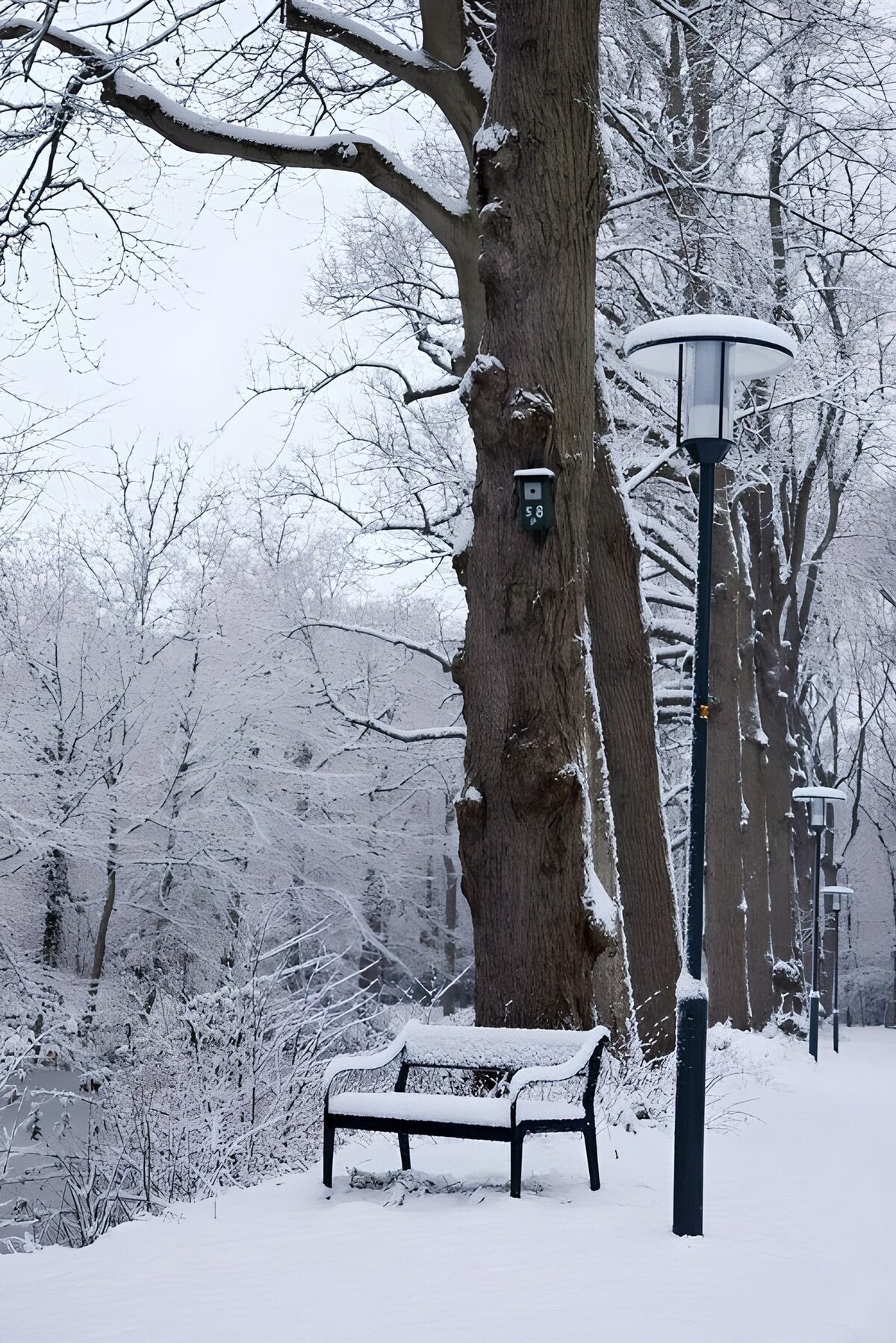 TPFR50535: Banc enneigé dans un parc d'hiver