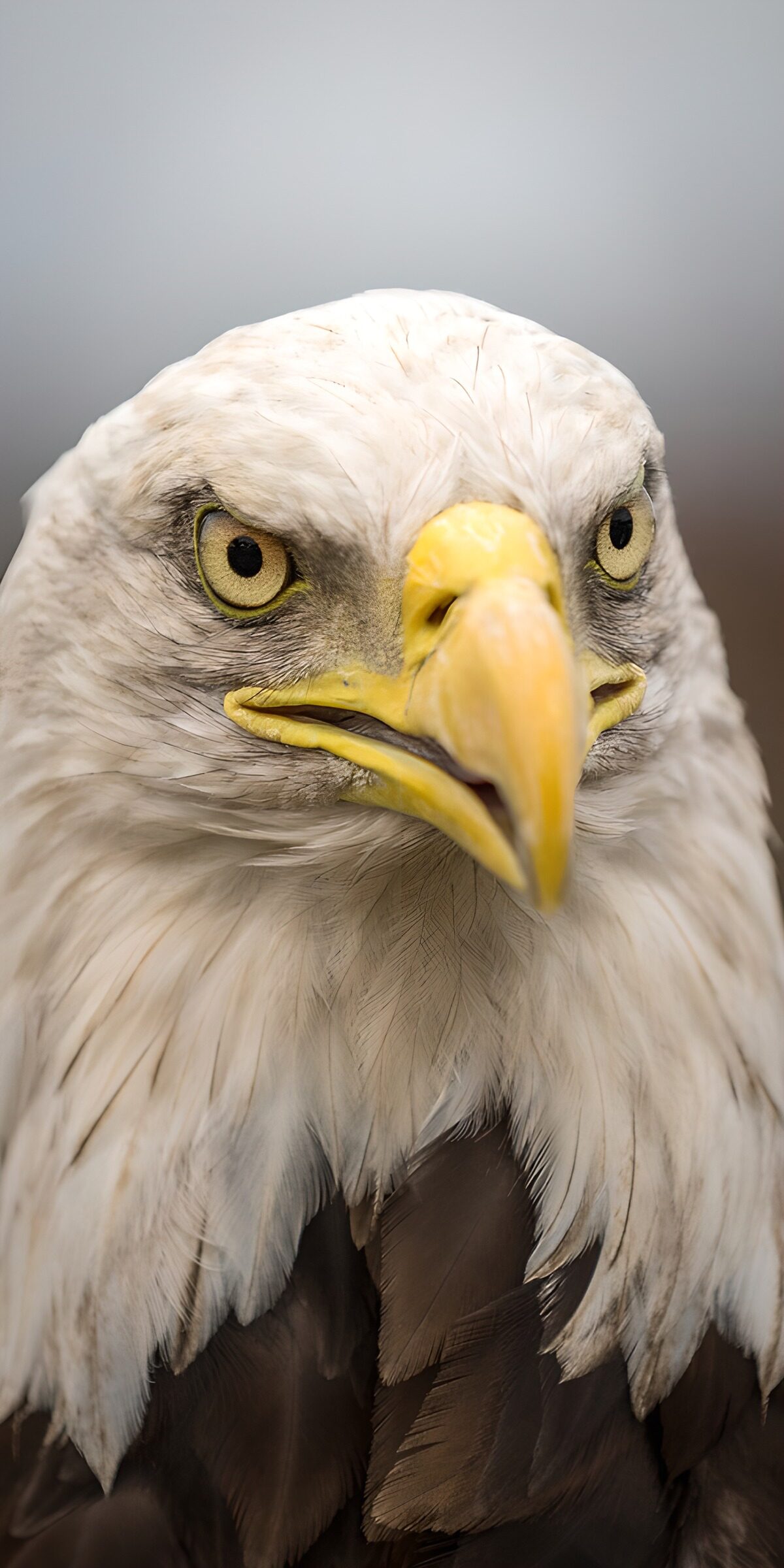 TPFR58164: « Regard perçant de l'aigle »