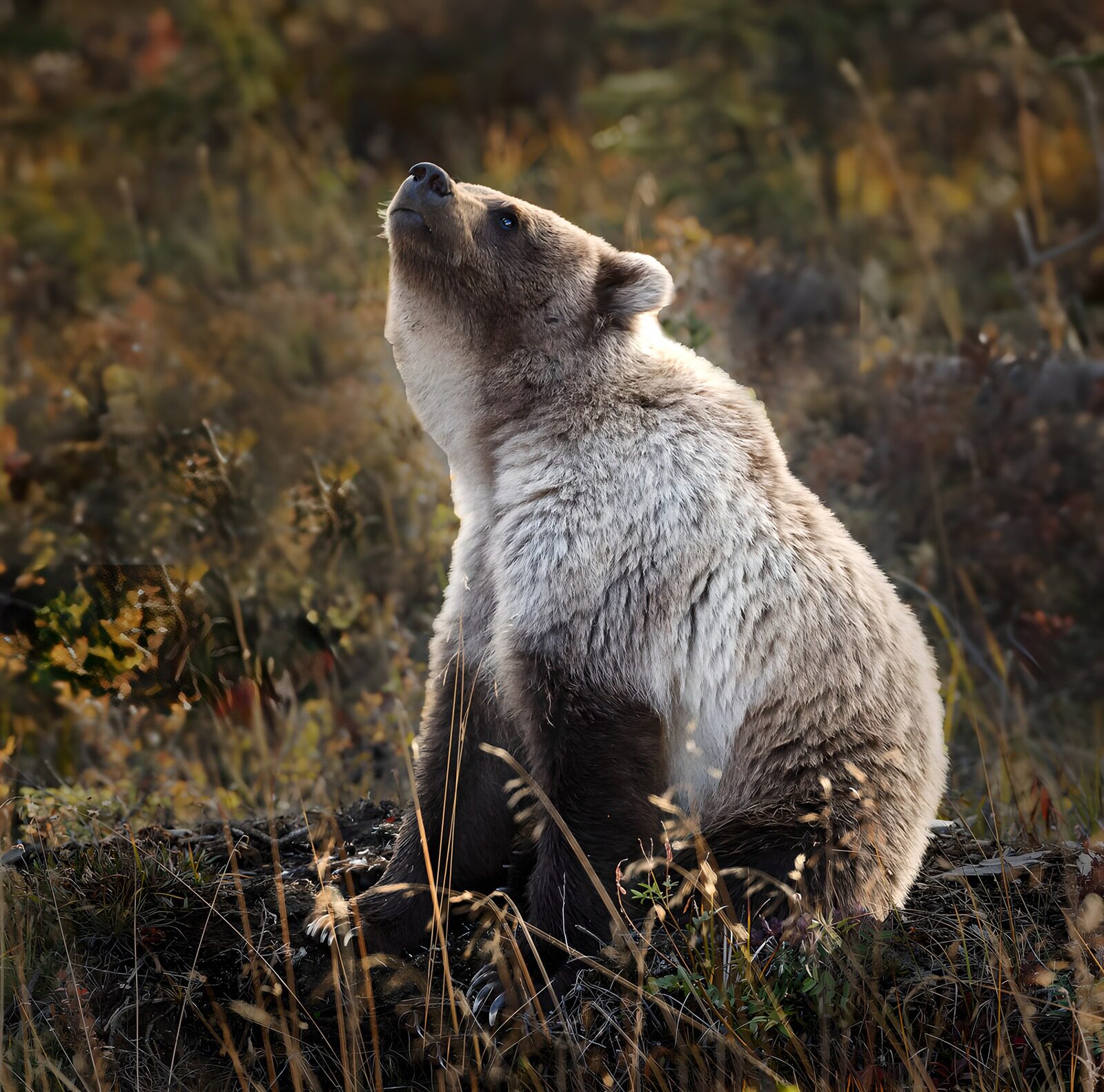 TPFR27684: Ours brun contemplatif en pleine nature