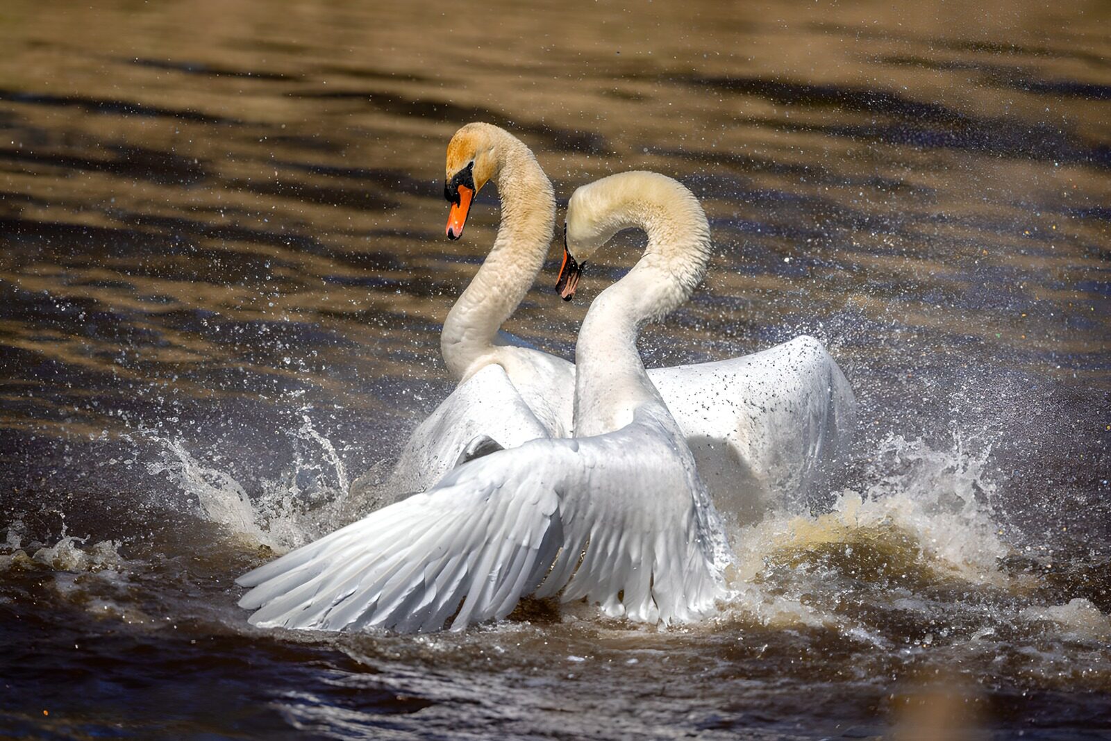 TPFR92856: Deux cygnes en pleine danse