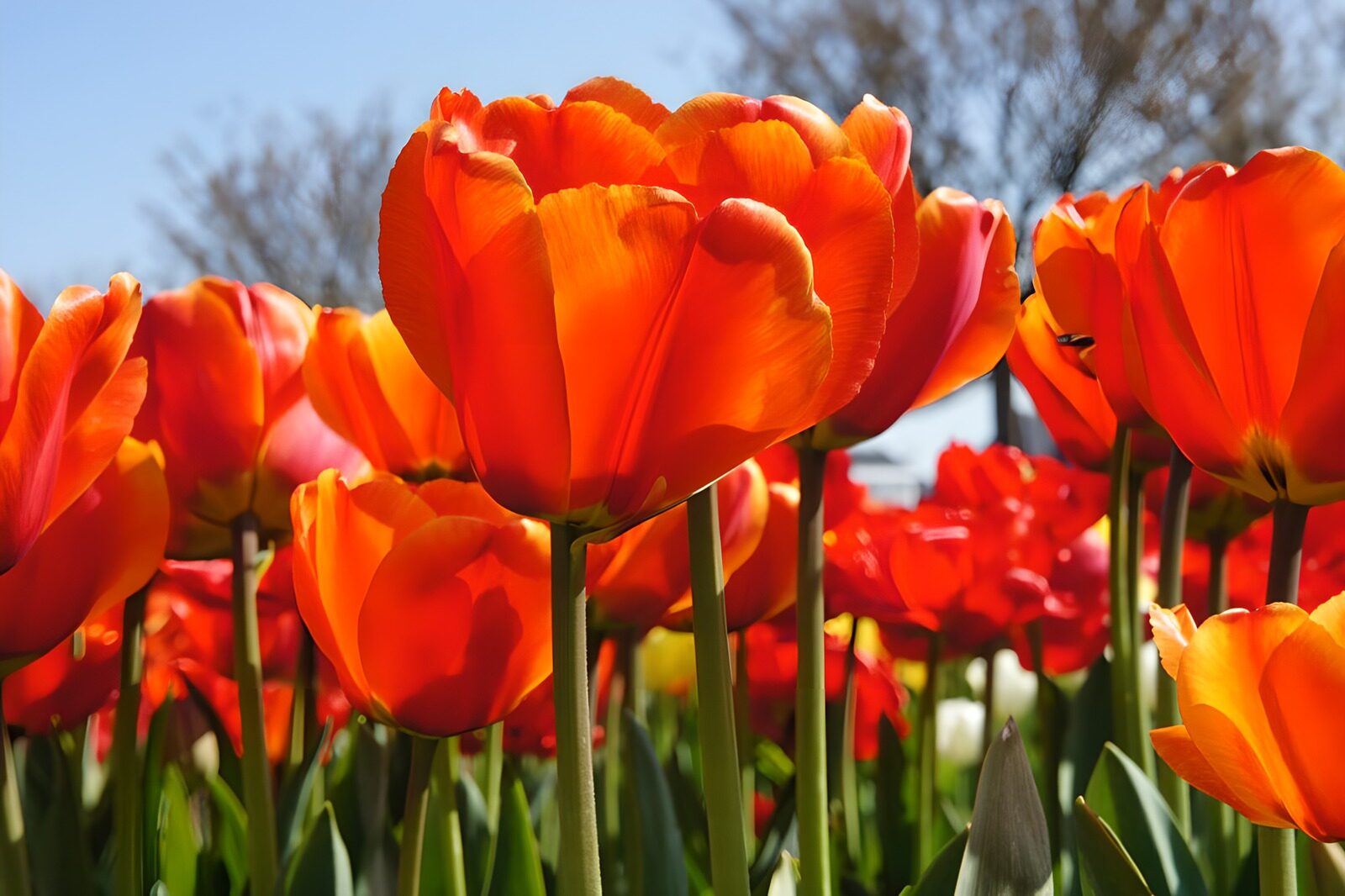 TPFR24811: Tulipes éclatantes au printemps