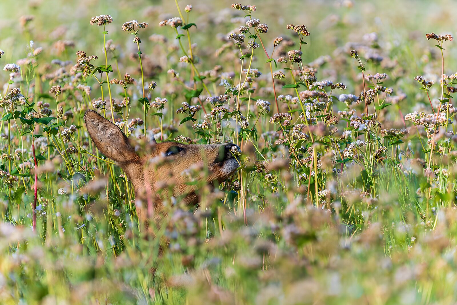 TPFR28456: Un faon caché dans les fleurs sauvages