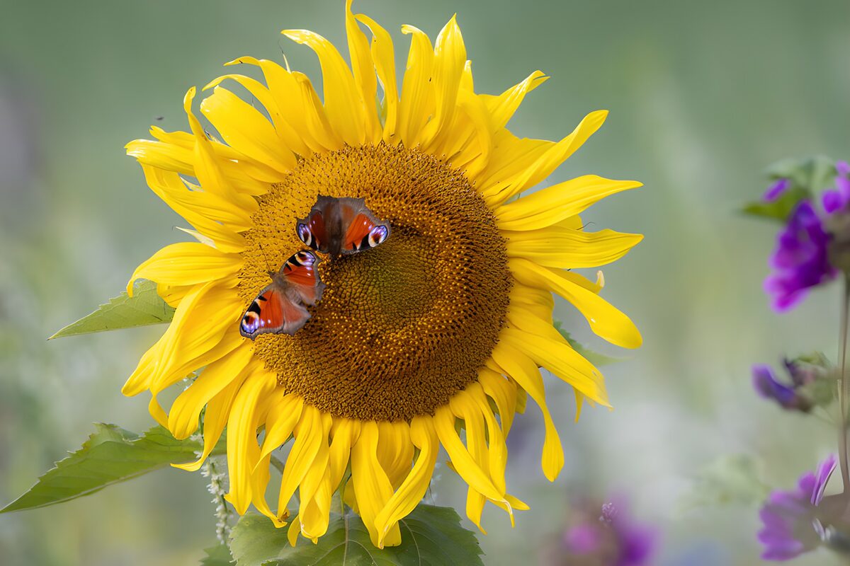 TPFR62044: Papillons sur un tournesol éclatant