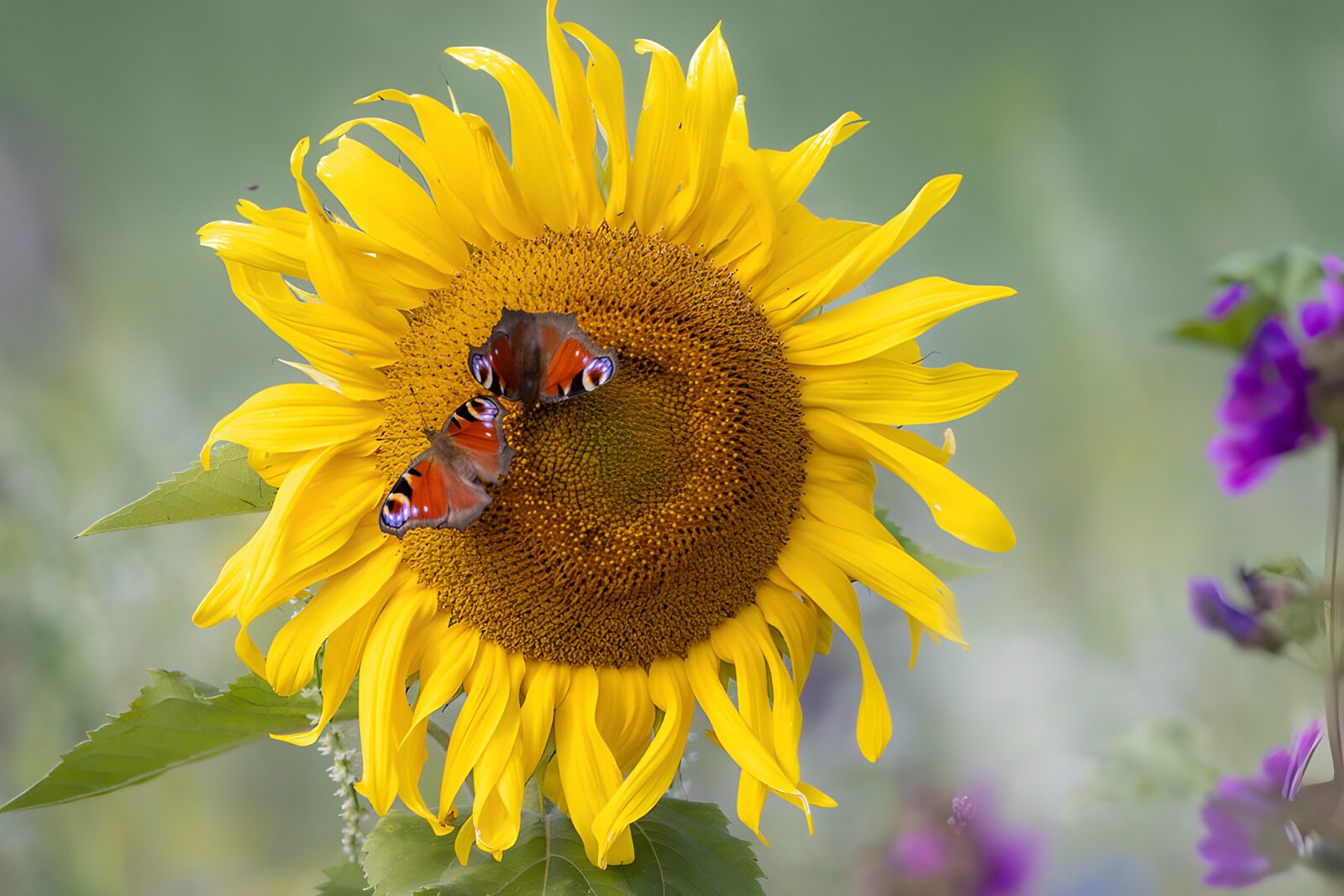 TPFR62044: Papillons sur un tournesol éclatant