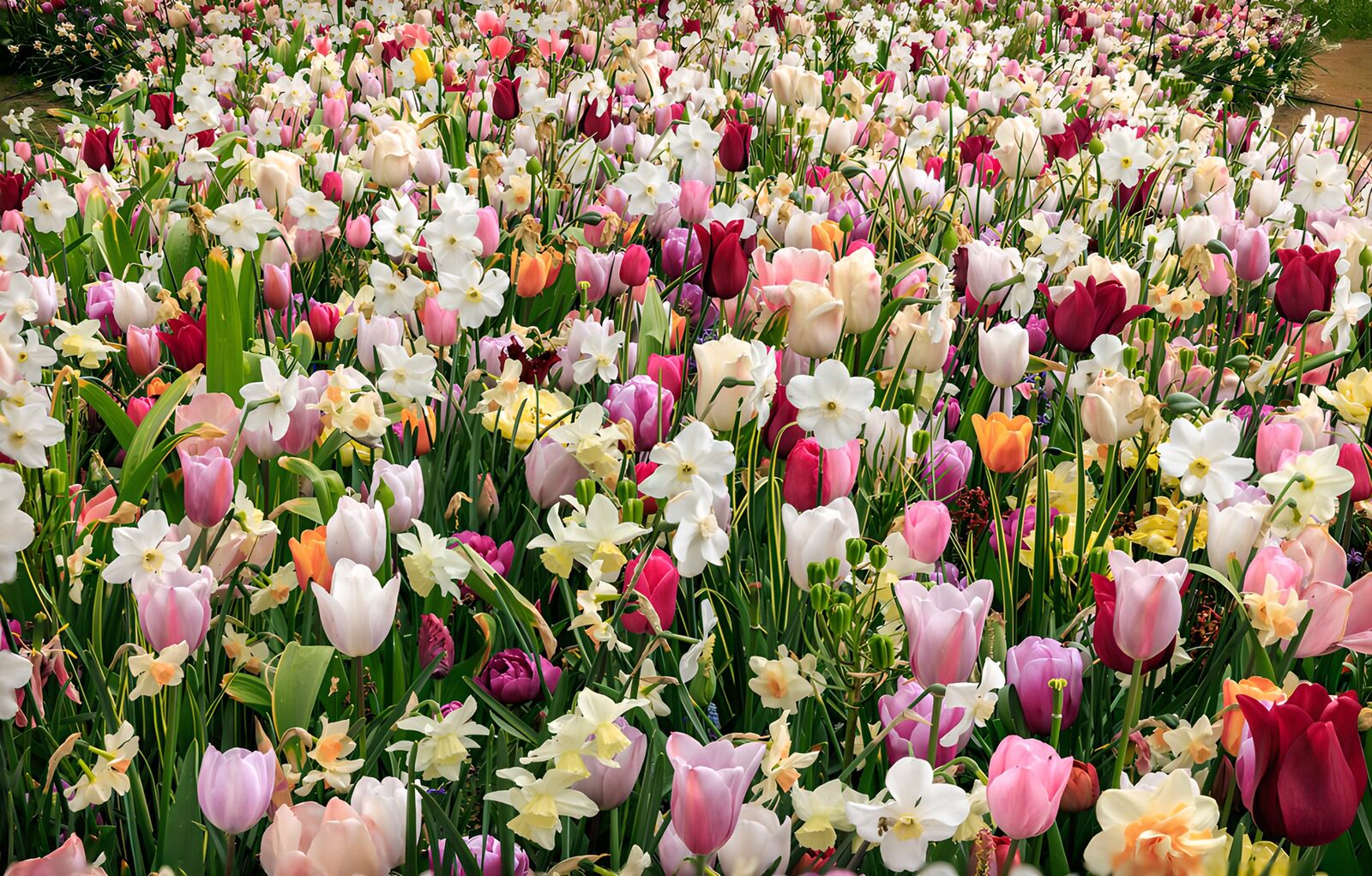 TPFR87158: Champs de tulipes en fleurs