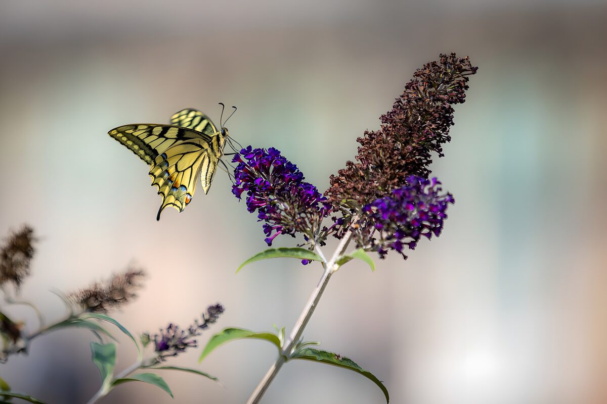 Papillon sur une fleur violette