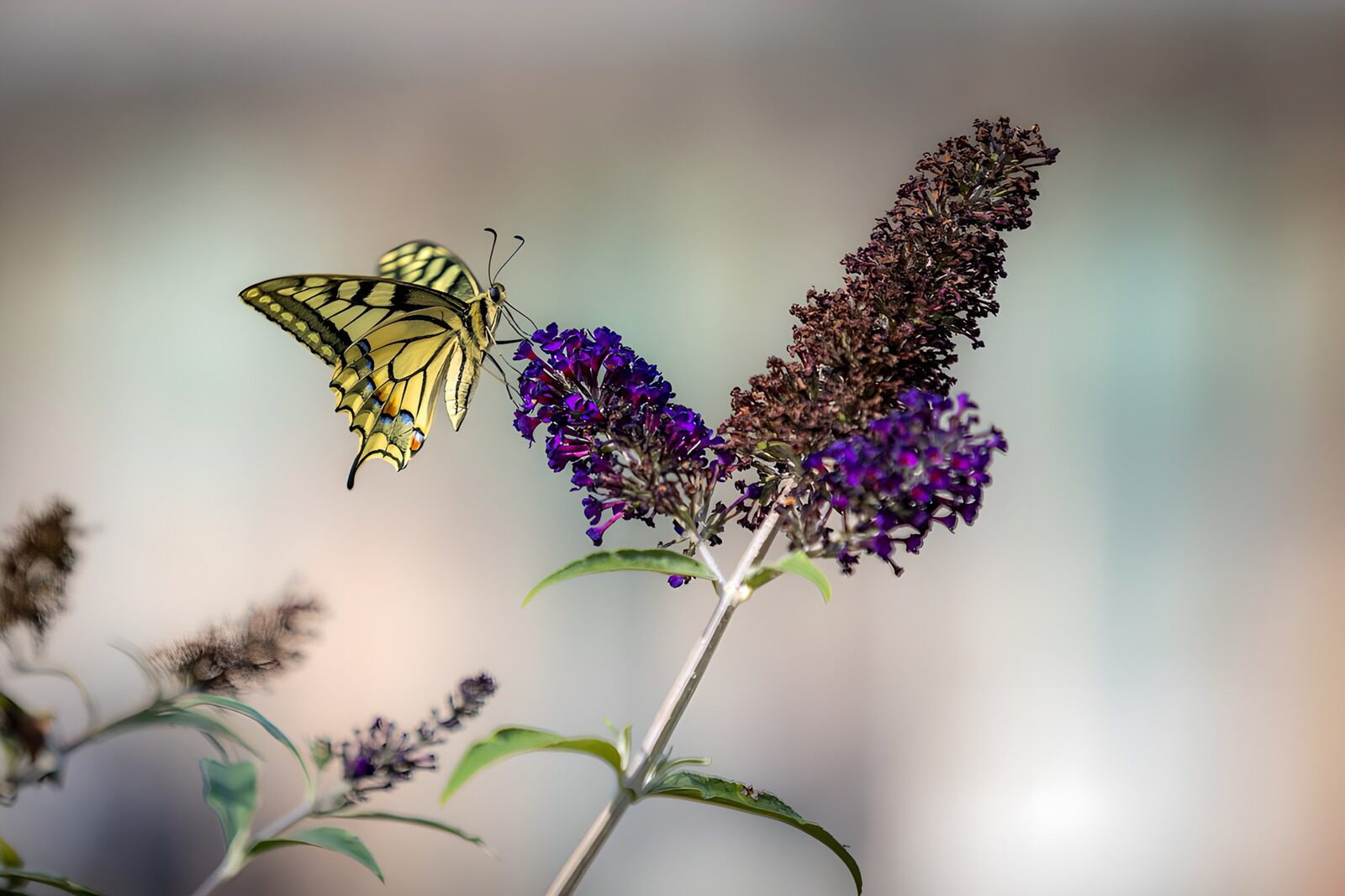 TPFR10830: Papillon sur une fleur violette