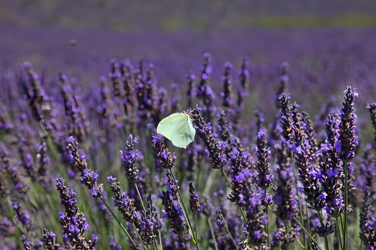 TPFR27417: Papillon sur un champ de lavande