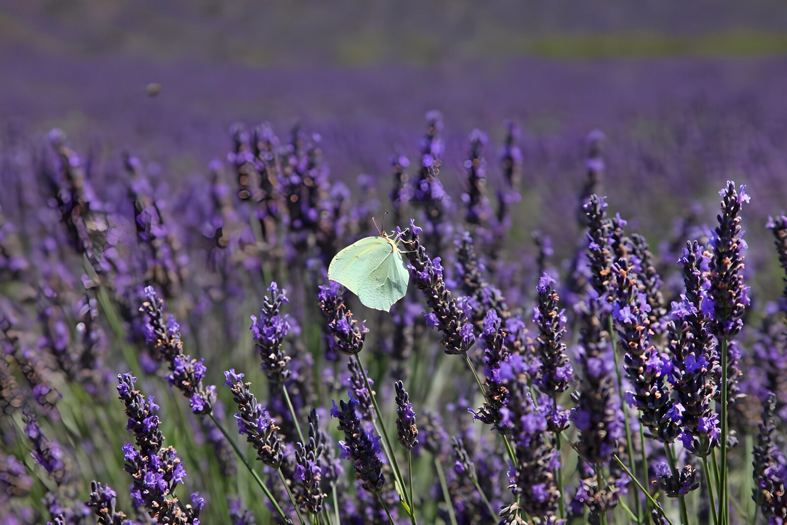 TPFR27417: Papillon sur un champ de lavande