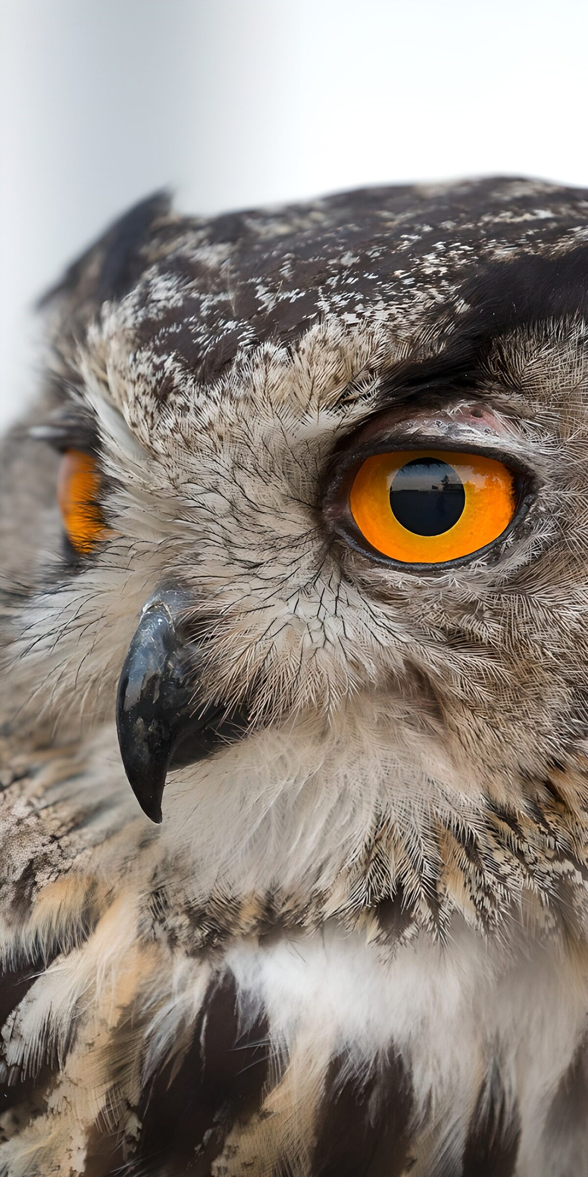 TPFR57285: Regard perçant d'un hibou majestueux