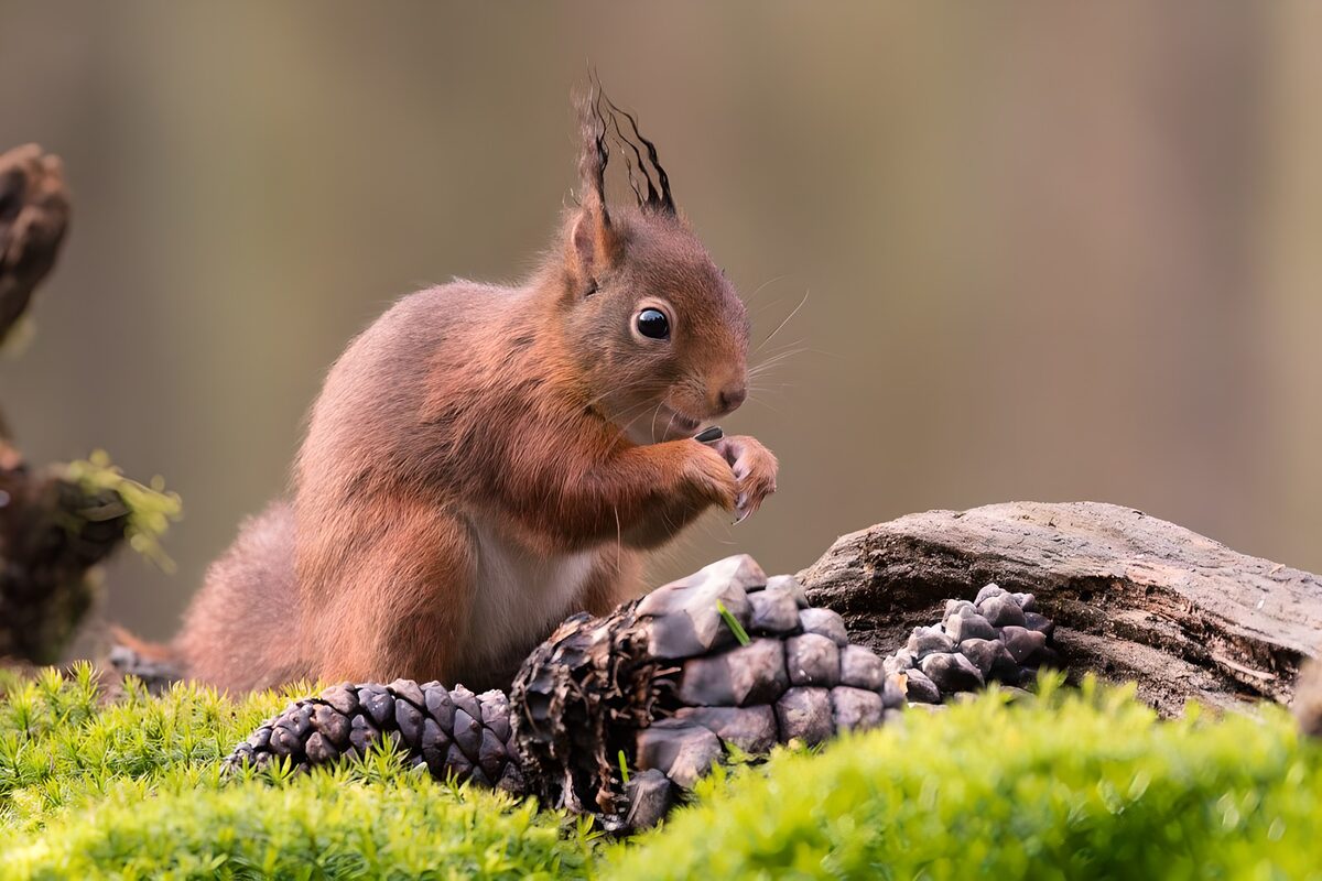 Écureuil dans son habitat naturel