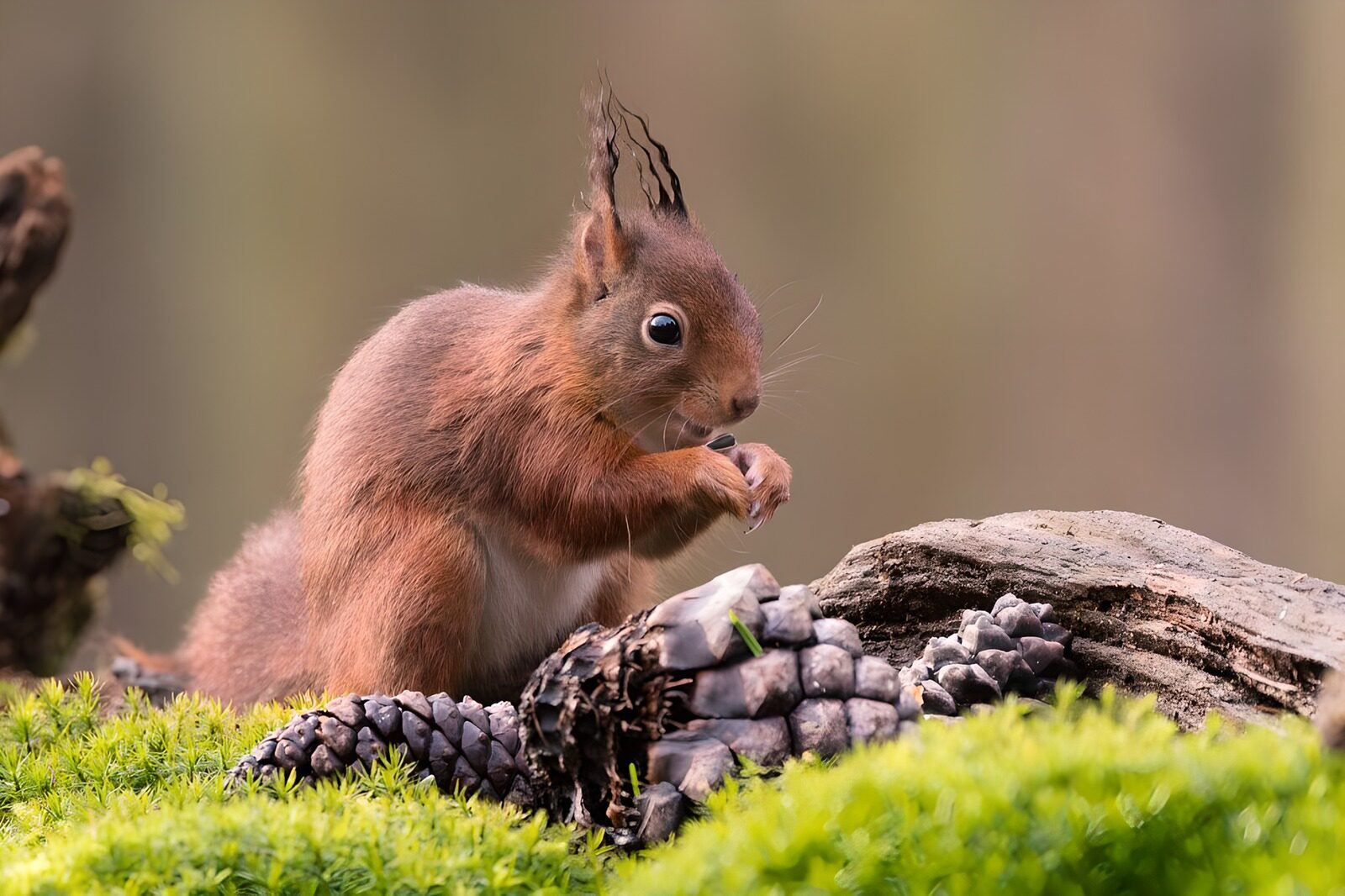 TPFR80442: Écureuil dans son habitat naturel