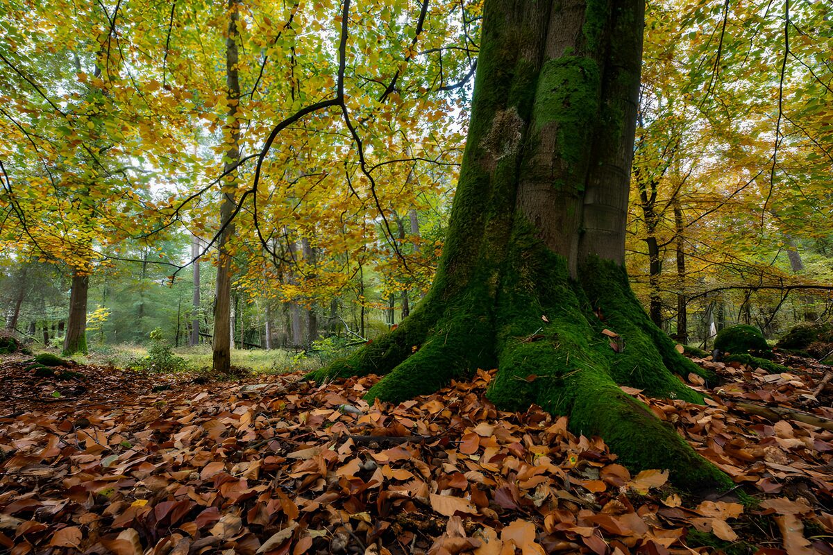 Arbre majestueux sous le feuillage d'automne