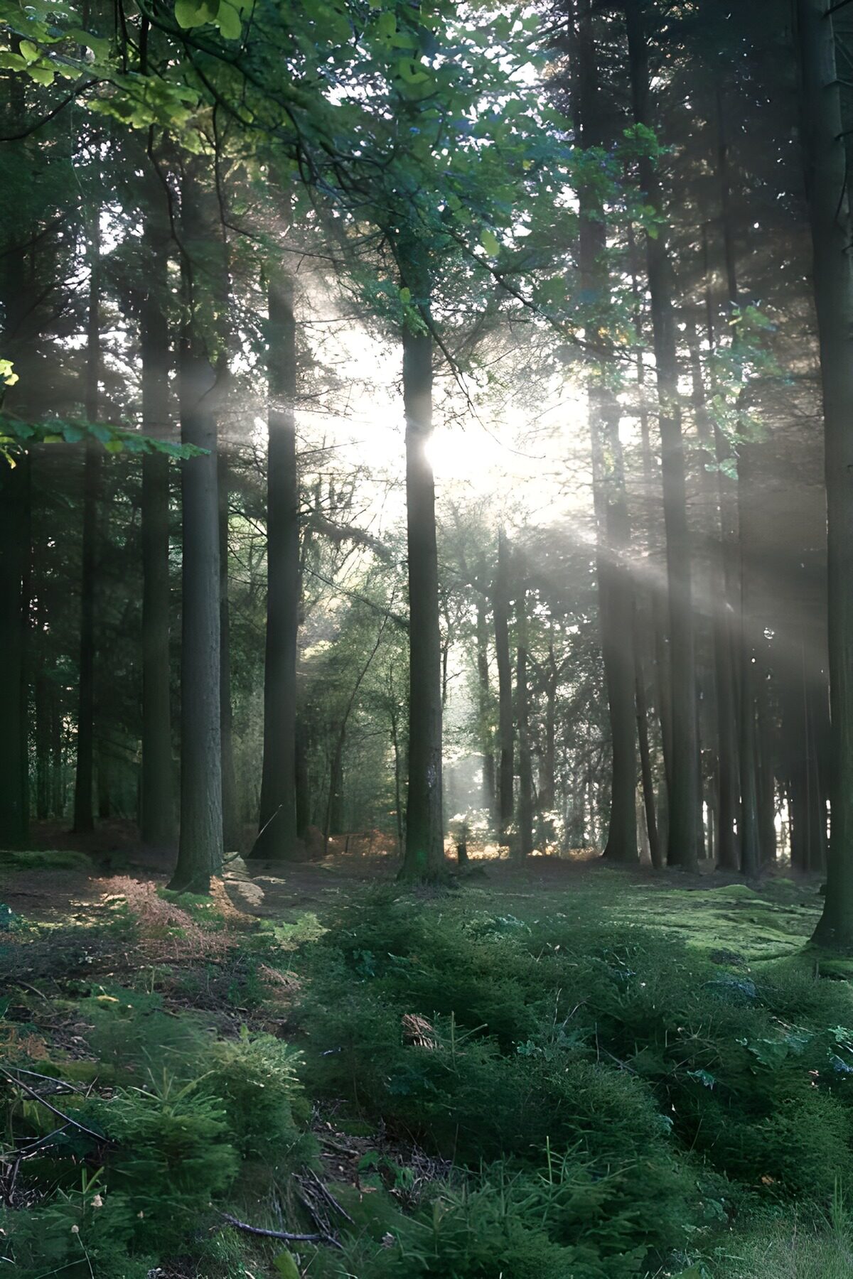 TPFR77573: Bois et parcs 26