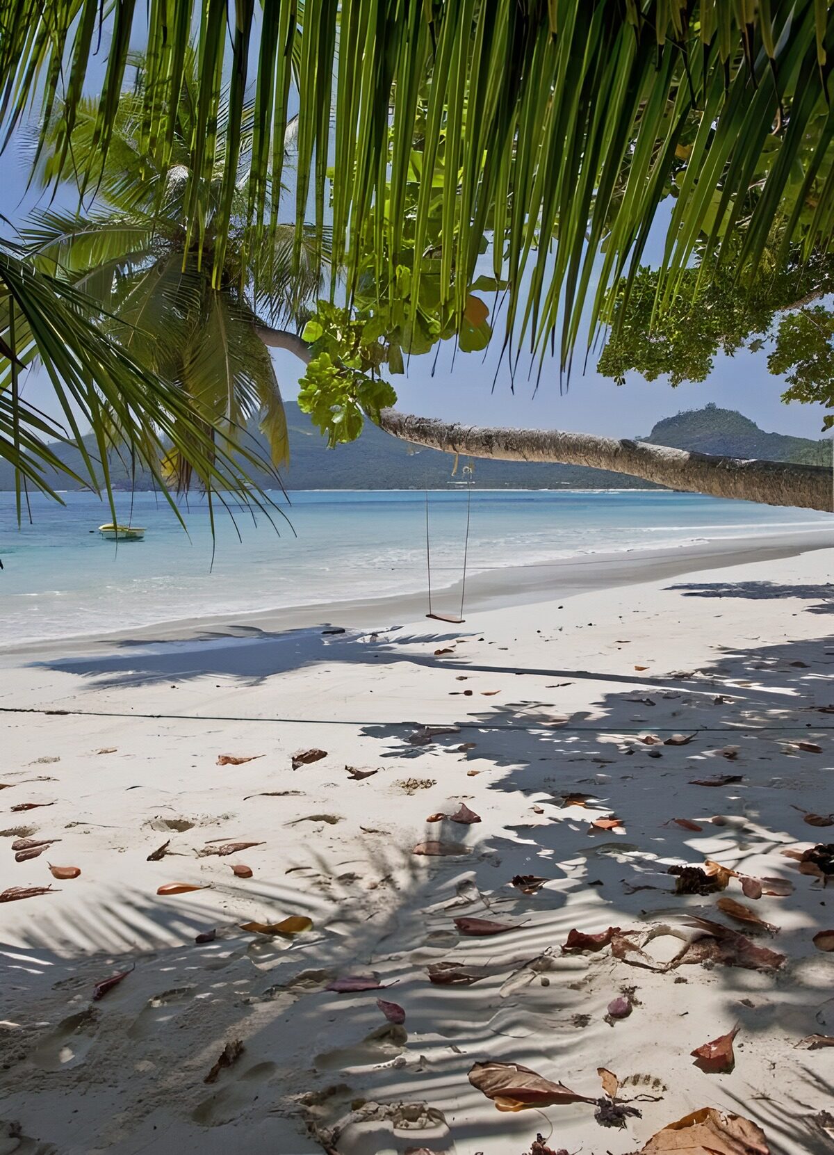 TPFR11020: Plage idyllique sous les palmiers