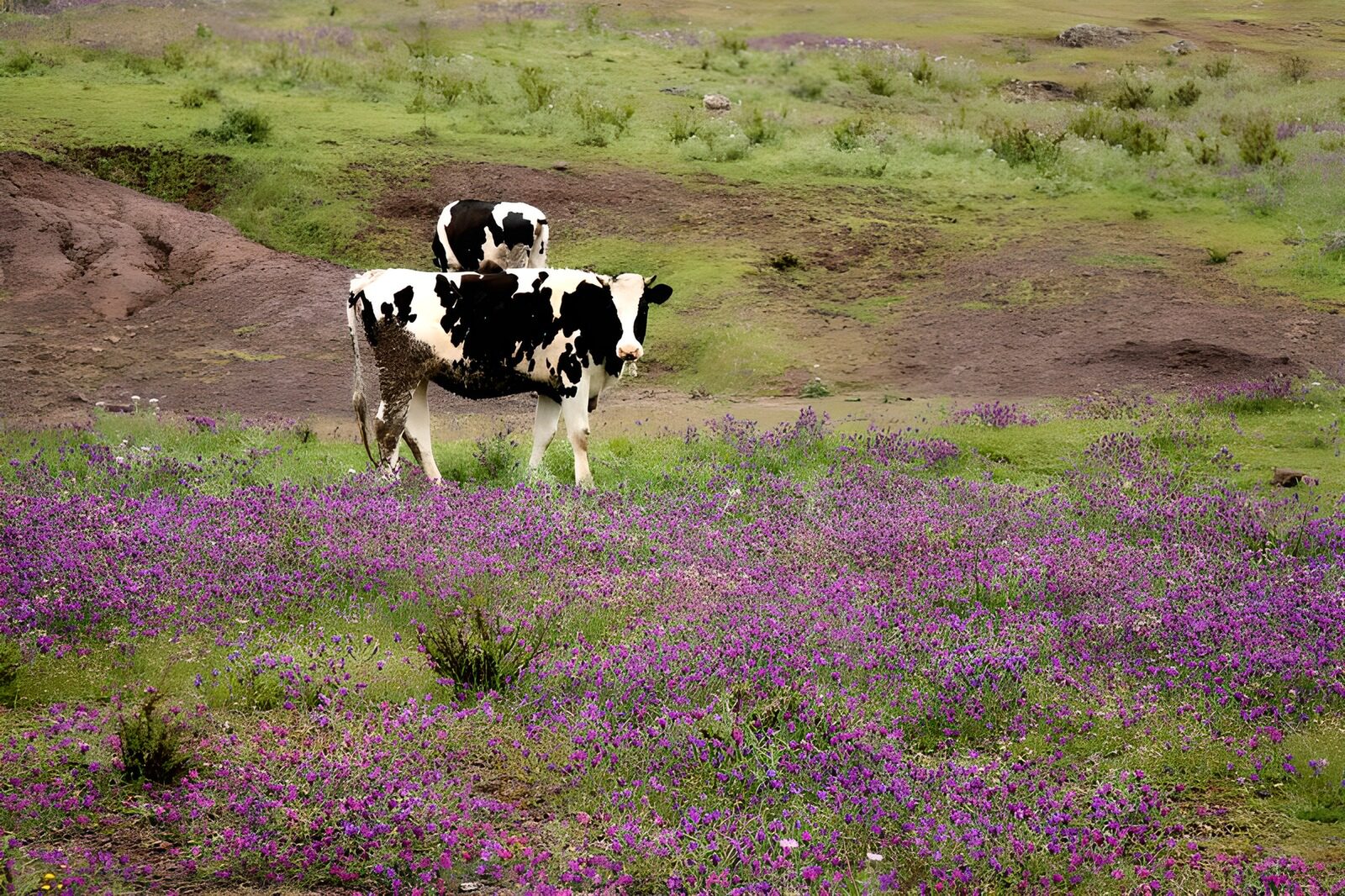TPFR14001: Vaches dans un champ de fleurs mauves 1