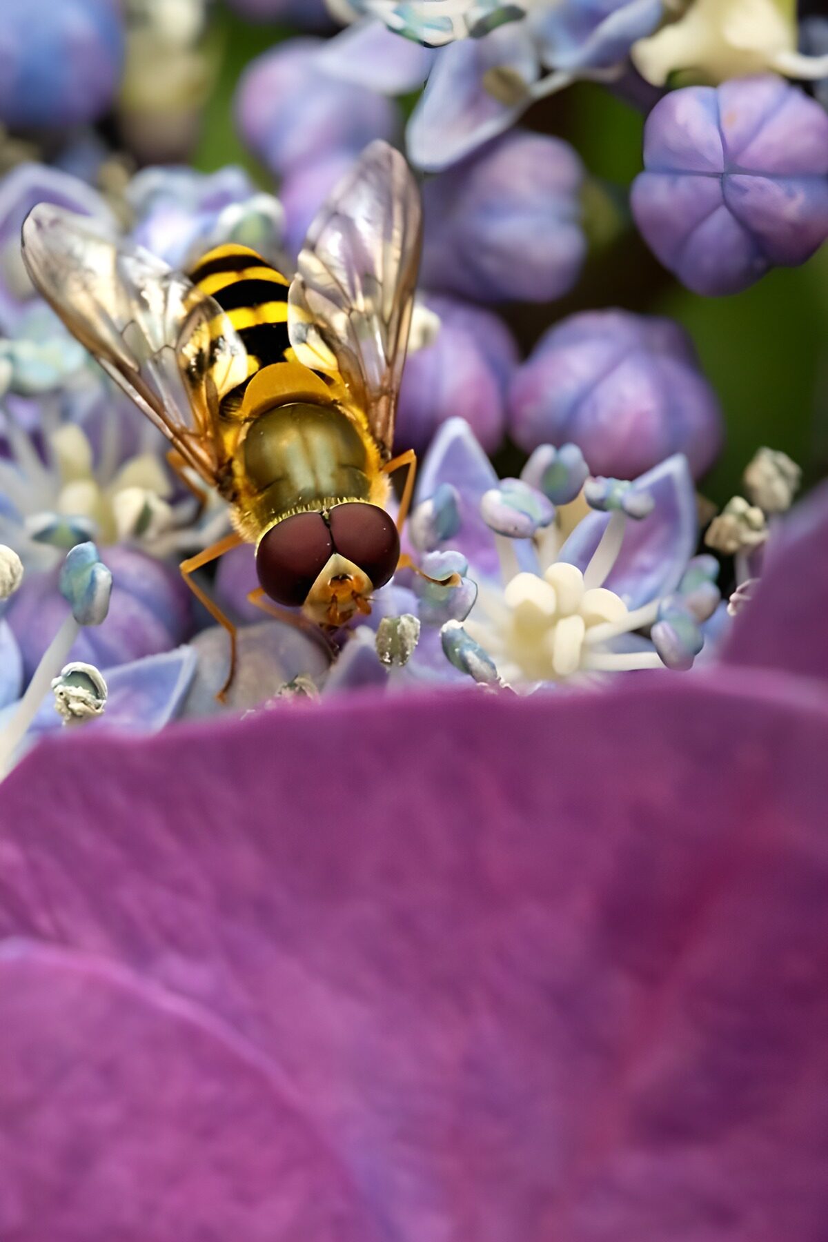 TPFR96684: Abeille sur une fleur colorée
