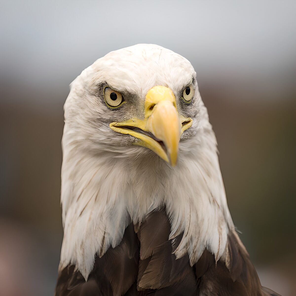 TPFR67271: Aigle majestueux en gros plan