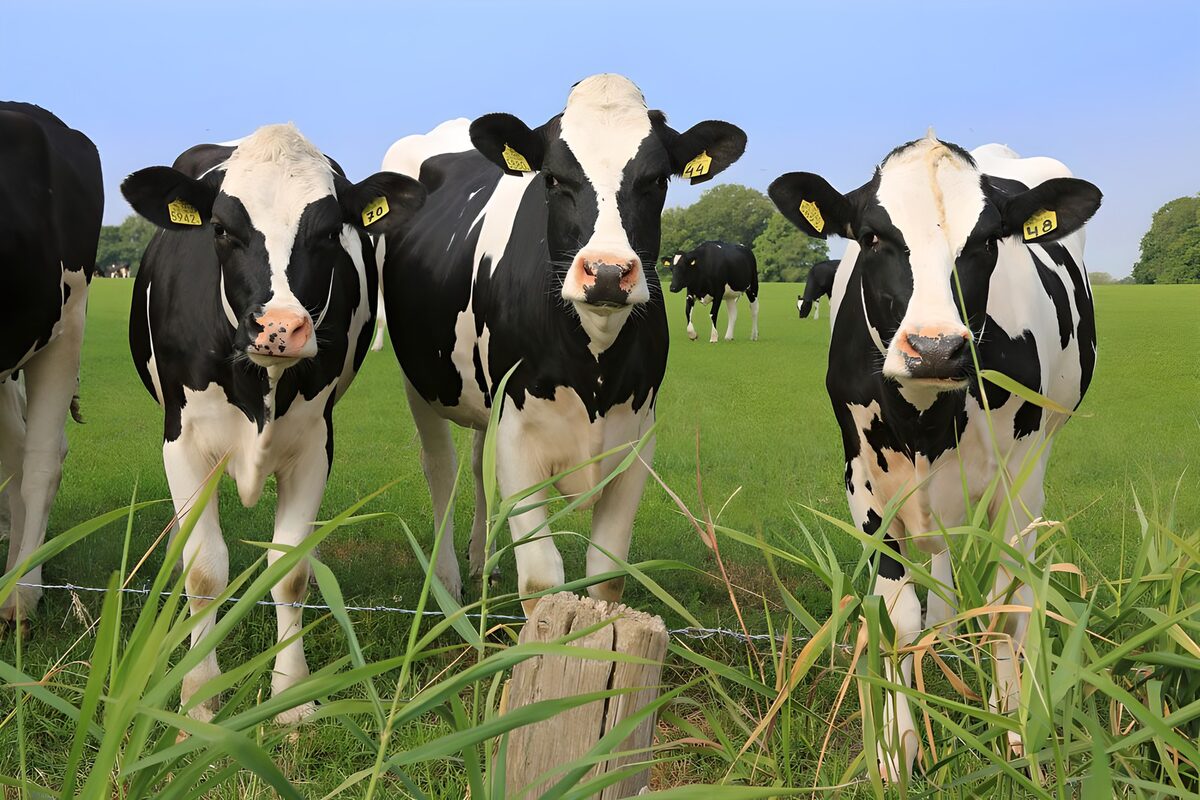 TPFR92011: Vaches heureuses dans un pré verdoyant