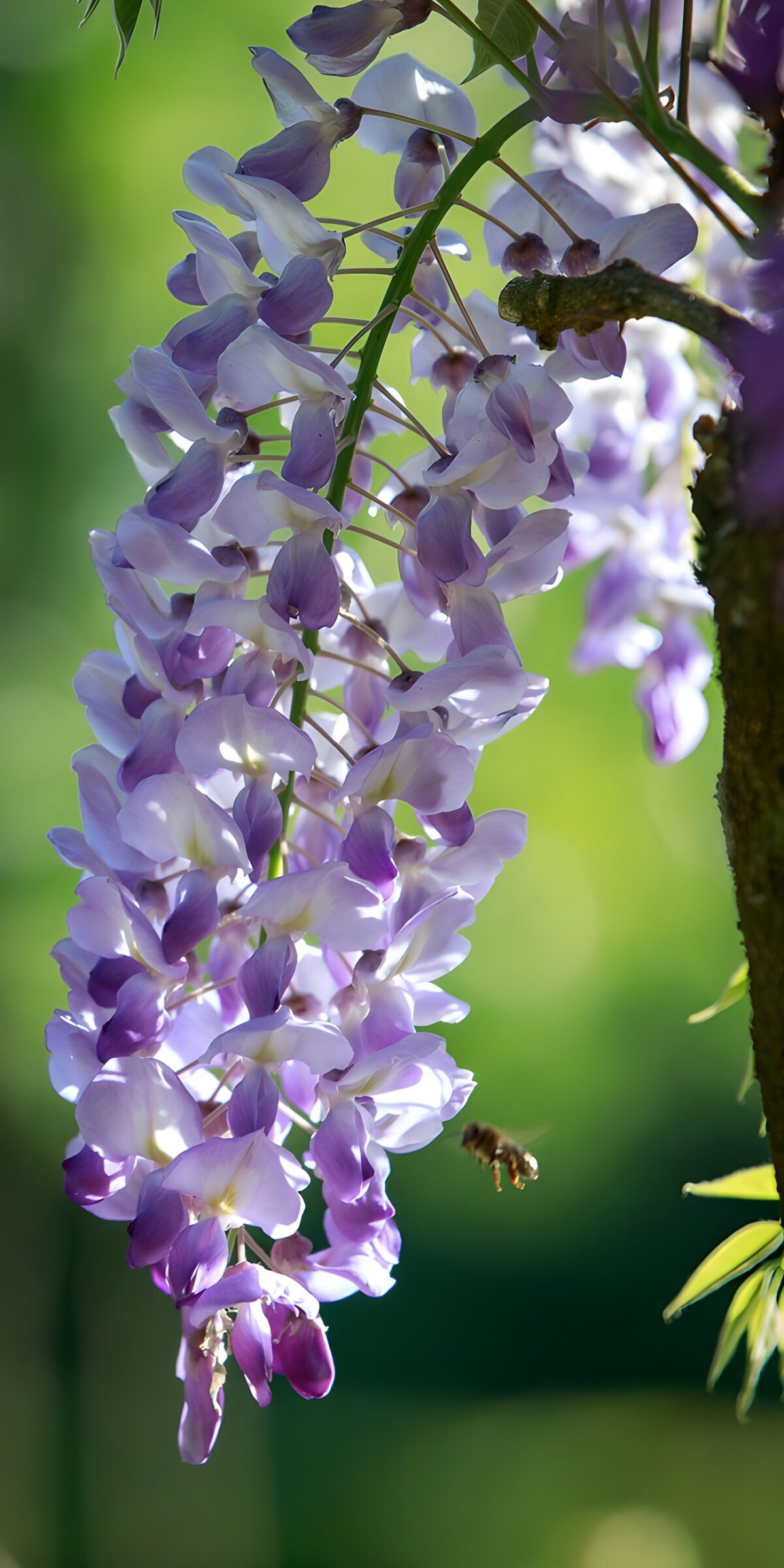 TPFR80042: Glycine en fleurs délicates