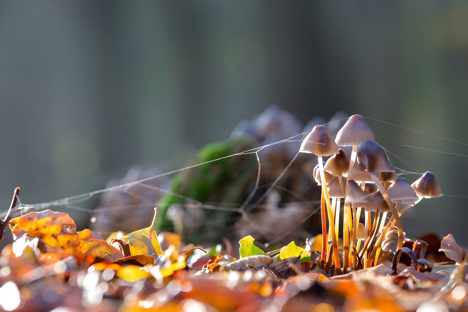 TPFR83225: : Champignons sous un rayon de lumière