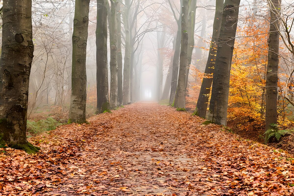 TPFR36516: Chemin brumeux à travers les arbres