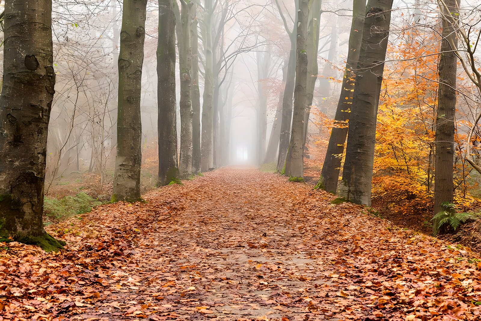 TPFR36516: Chemin brumeux à travers les arbres