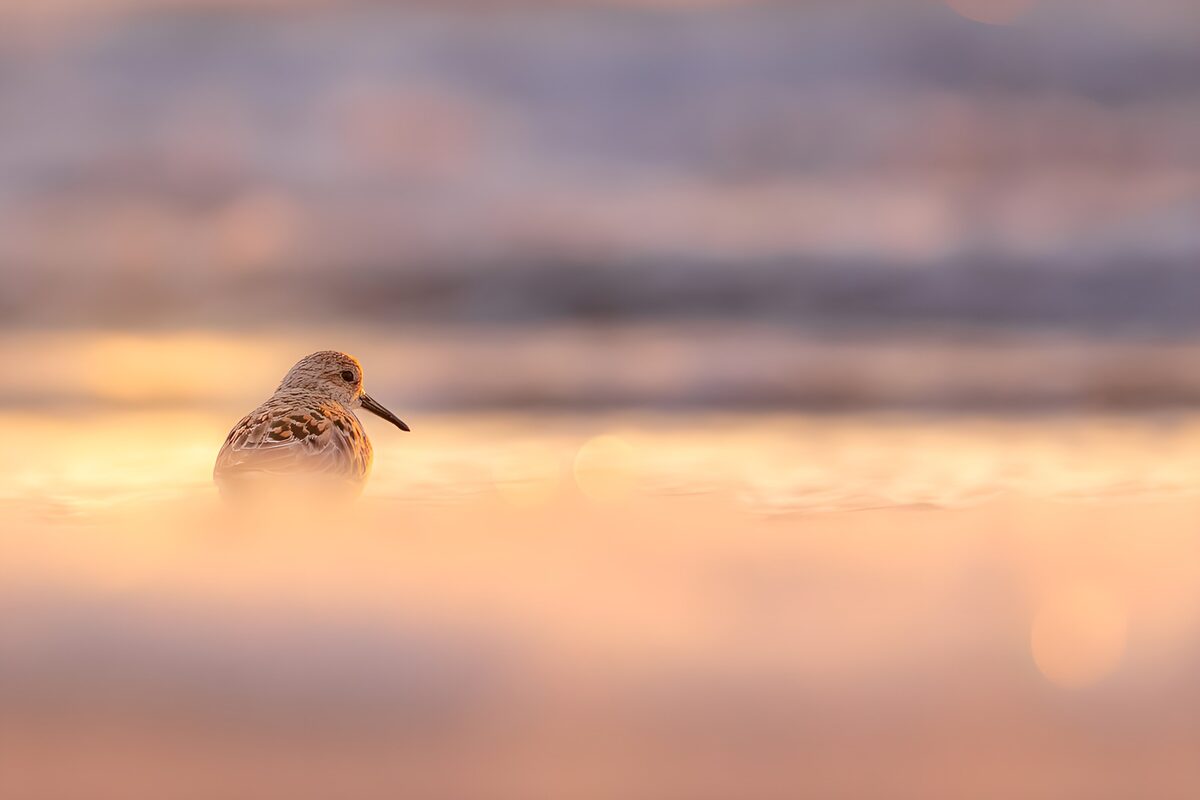 TPFR24172: Oiseau au coucher du soleil