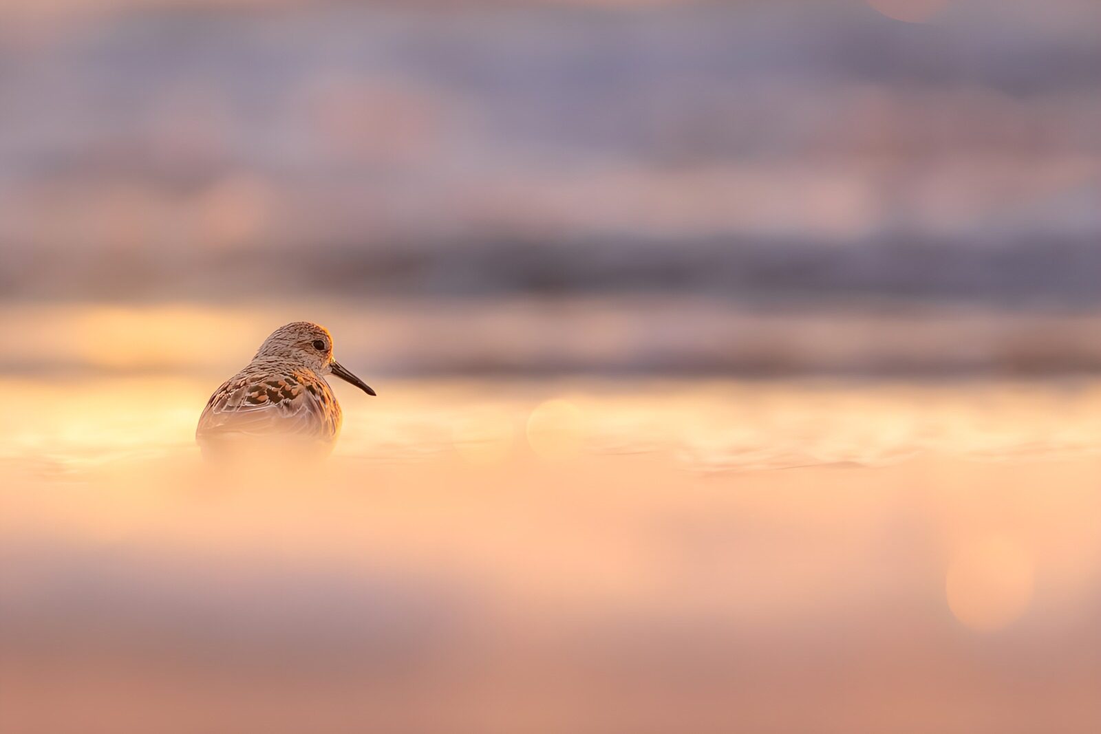TPFR24172: Oiseau au coucher du soleil