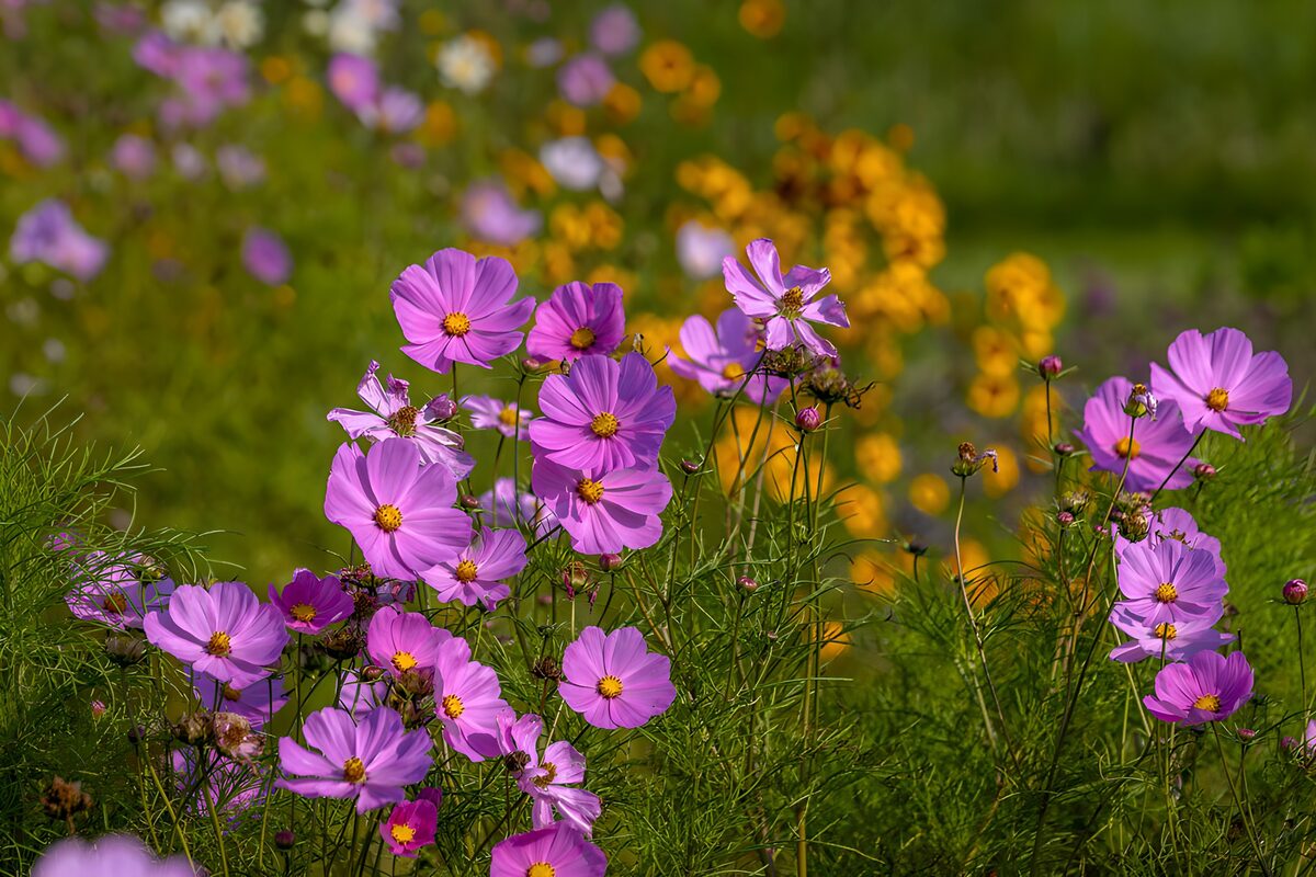 TPFR23316: Jardin de fleurs éclatantes