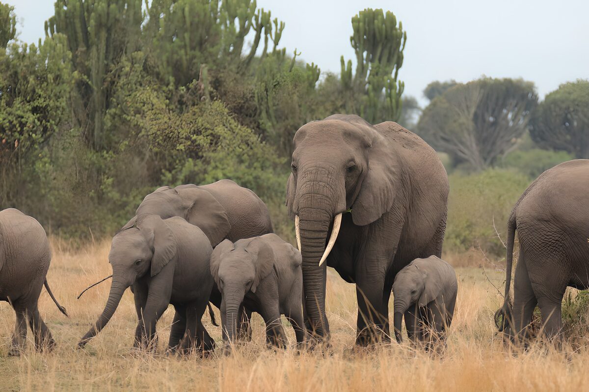 Famille d'éléphants dans la savane