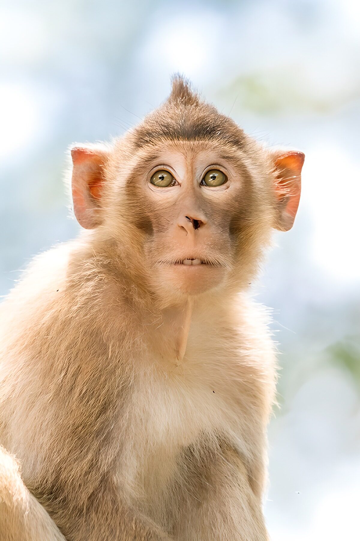 Singe curieux au regard attentif