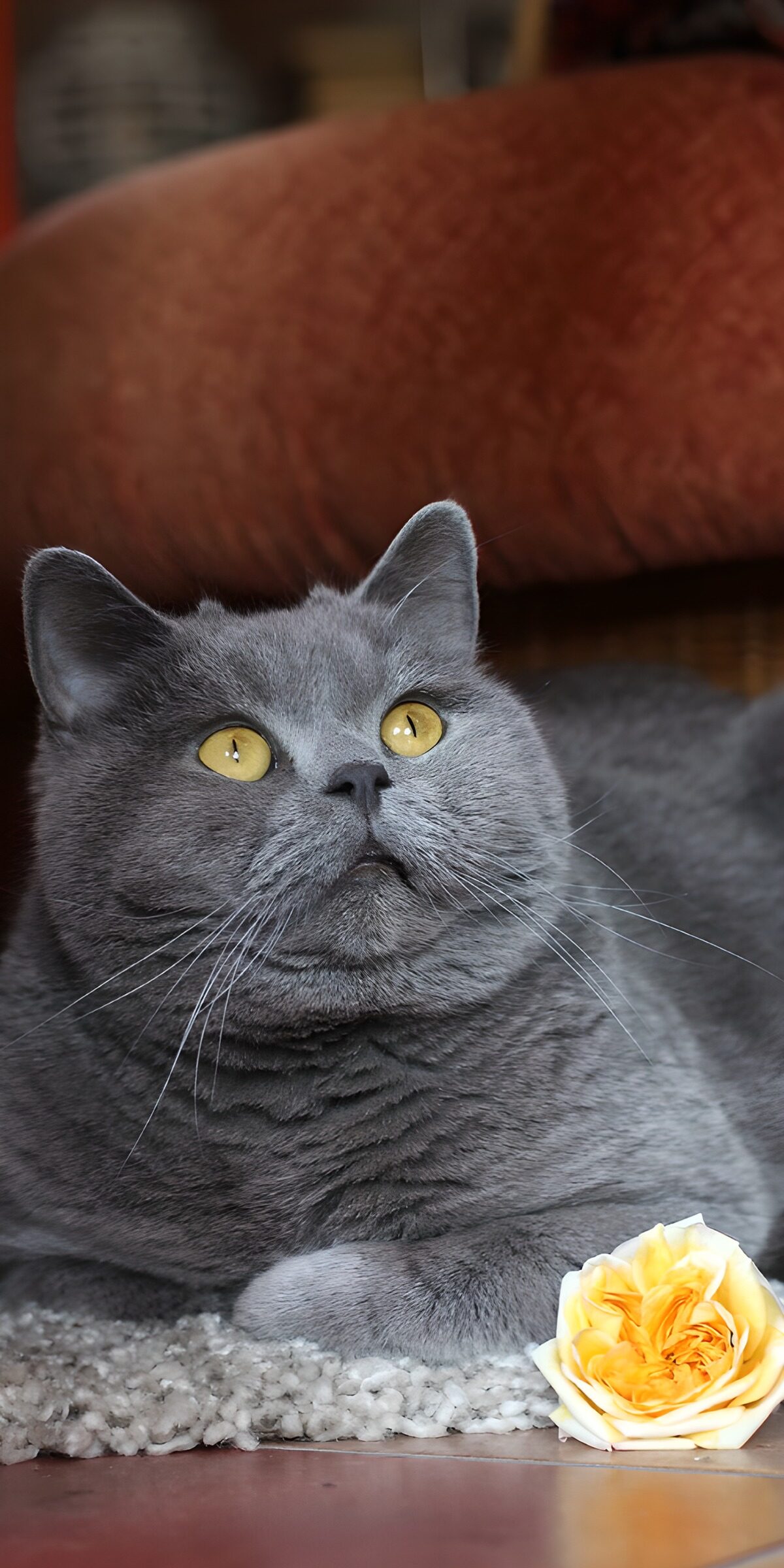 TPFR44756: Chat gris avec une rose jaune