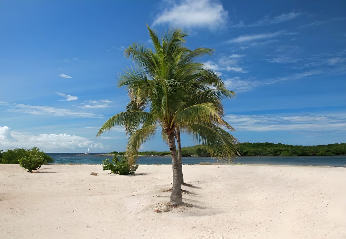 TPFR81020: Deux palmiers sur une plage