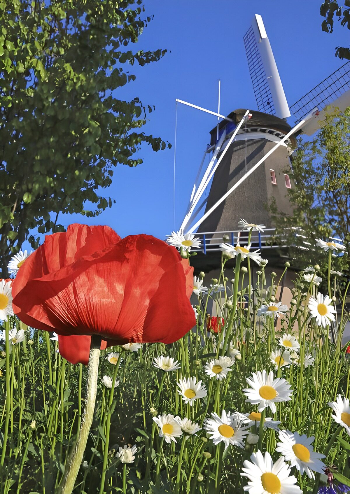 TPFR23190: Moulin et pavots en fleurs