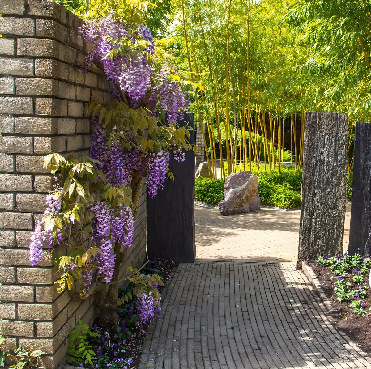 TPFR53283: Jardin paisible avec fleurs de glycine