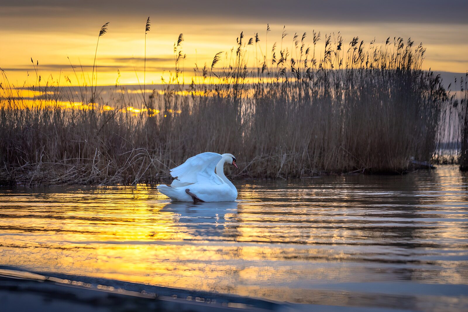 TPFR46911: Cygne majestueux au crépuscule