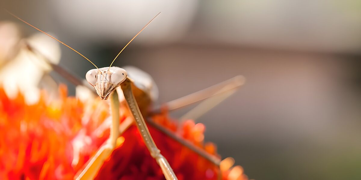 Mante religieuse sur une fleur éclatante