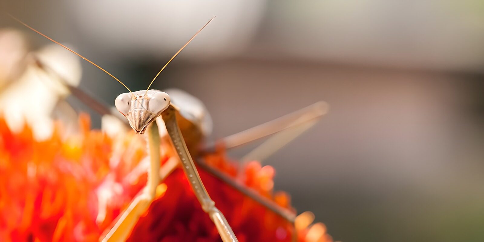 TPFR26734: Mante religieuse sur une fleur éclatante