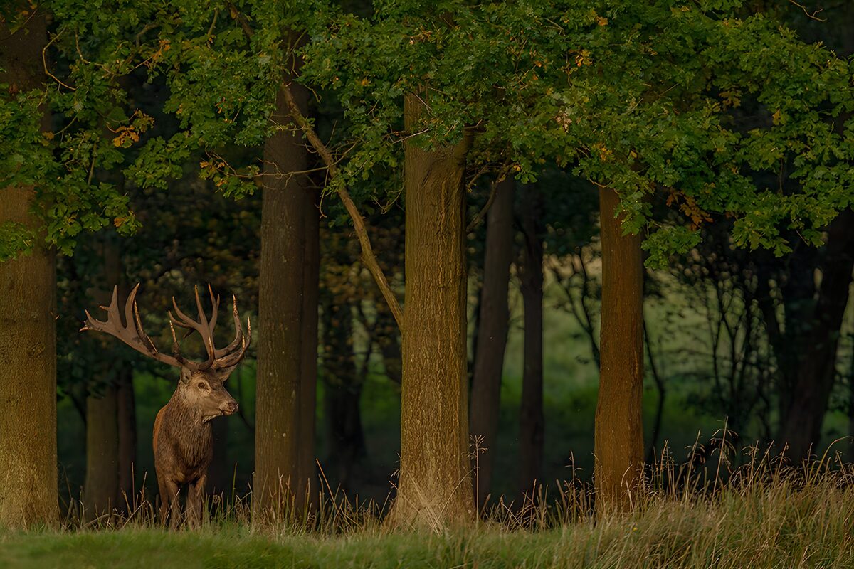 TPFR56825: Un cerf majestueux dans la forêt
