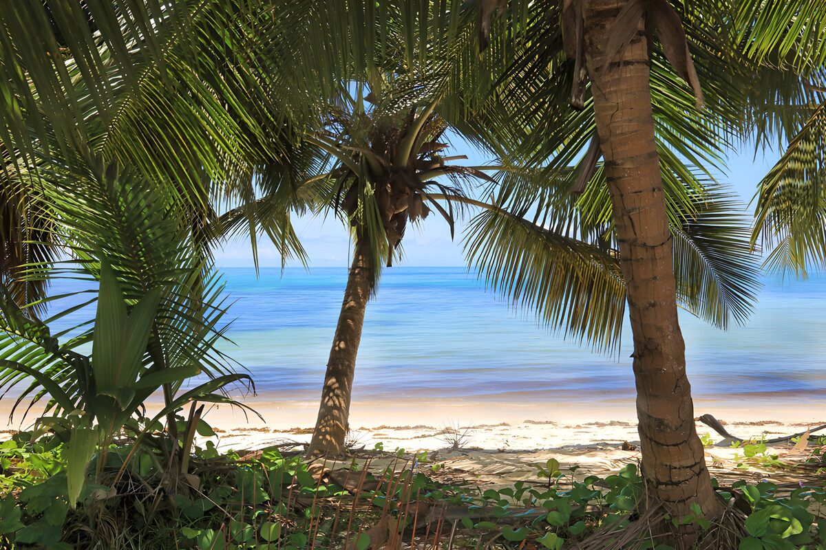 TPFR35737: Plage paradisiaque entre les palmiers