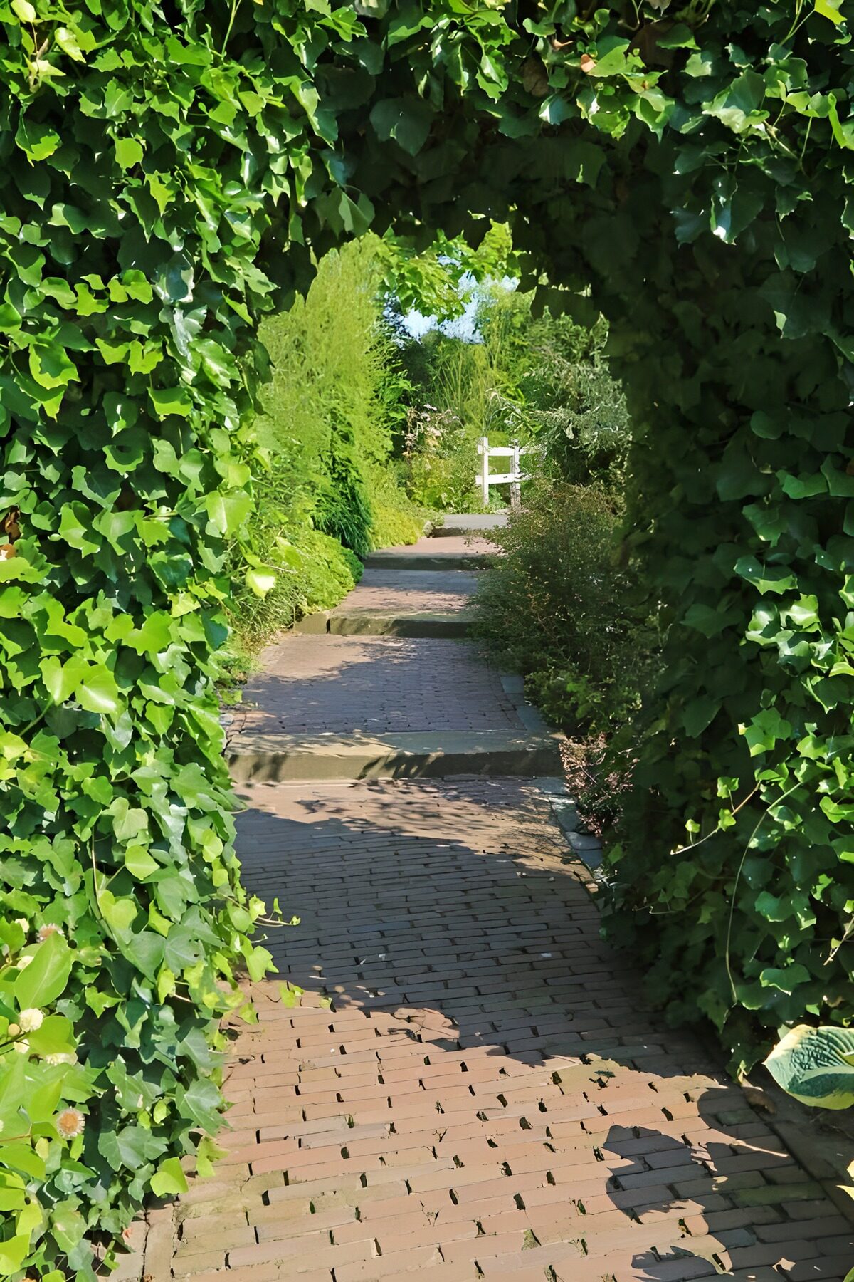 TPFR80960: Chemin verdoyant sous une arche de feuillage