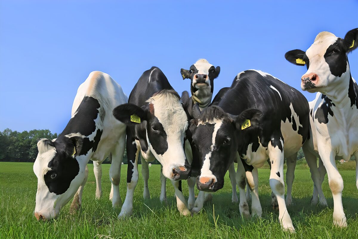 TPFR82237: Vaches heureuses dans un champ verdoyant