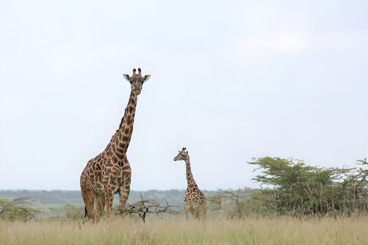 Mère et enfant girafes en savane