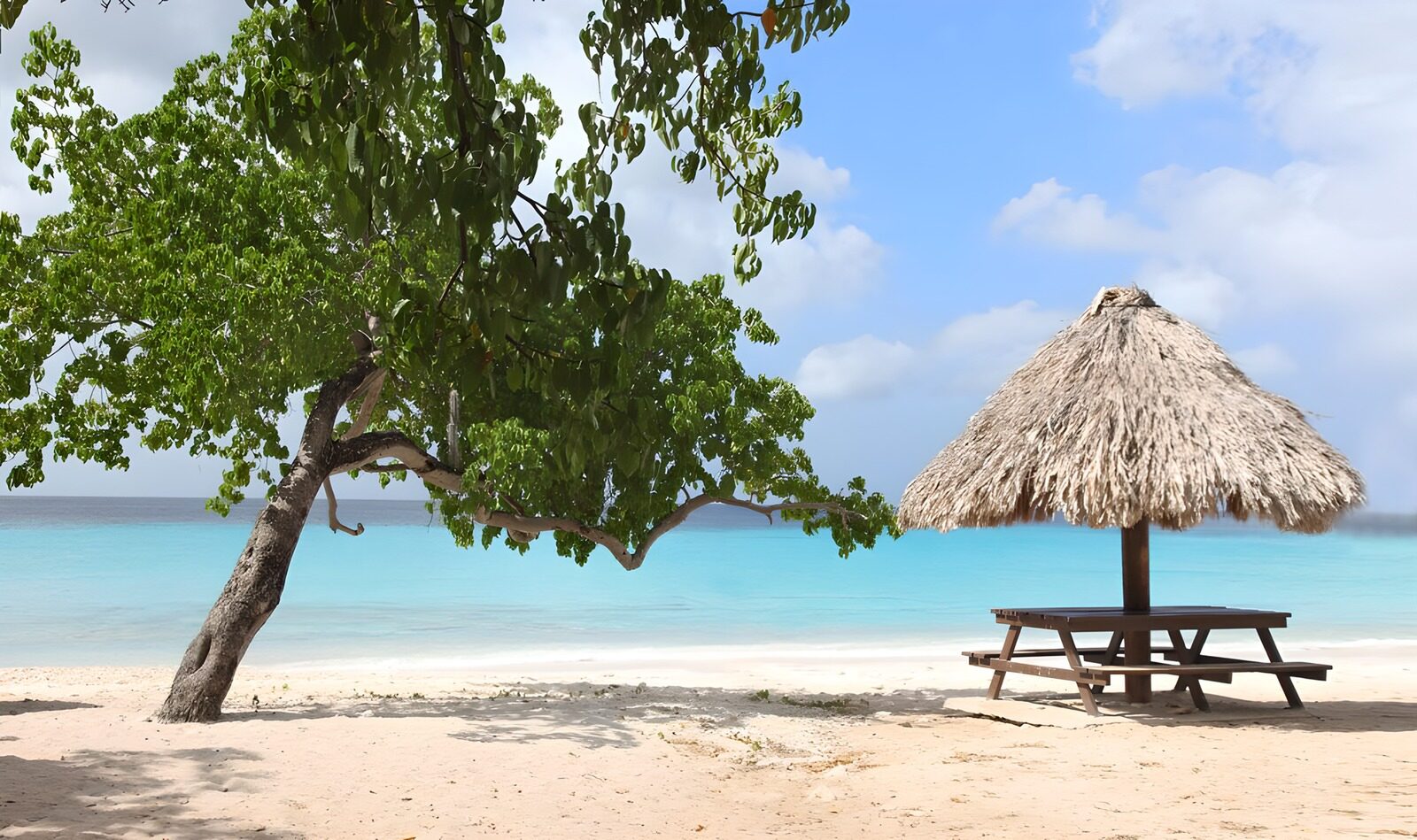TPFR63549: Arbre et parasol en feuilles de palmier en bordure de la mer des Caraïbes version 2