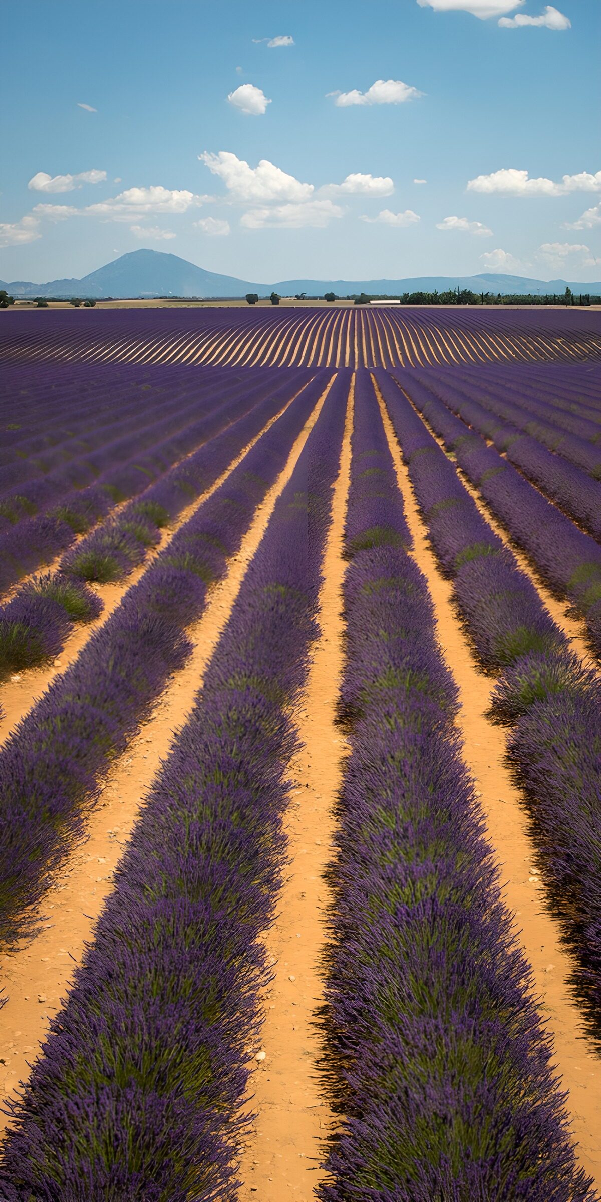 TPFR38234: Champs de lavande en Provence