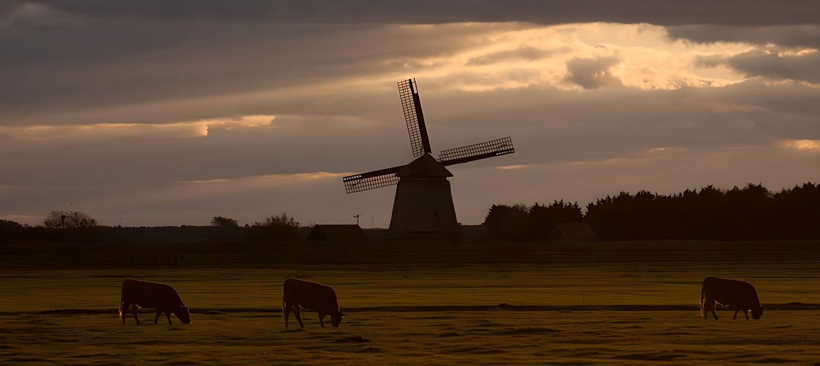 TPFR54253: Moulins et vaches au crépuscule