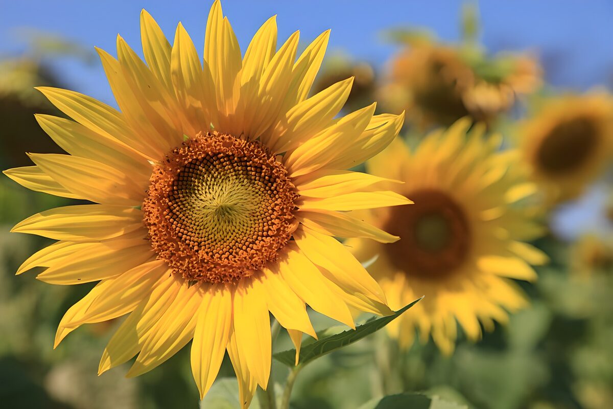 Tournesol éclatant sous le soleil