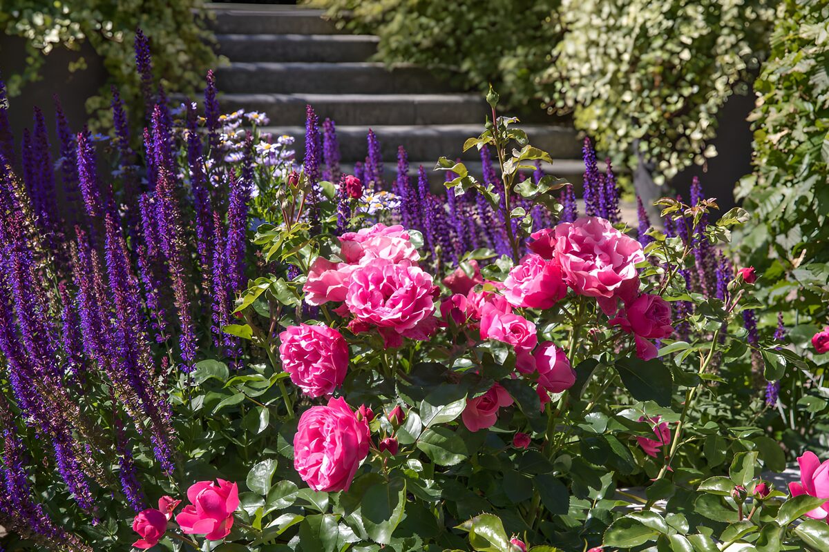 Roseraie colorée au printemps